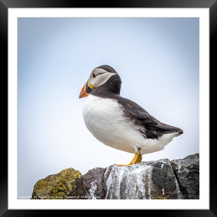 Puffin Lookout Framed Mounted Print by Marcia Reay