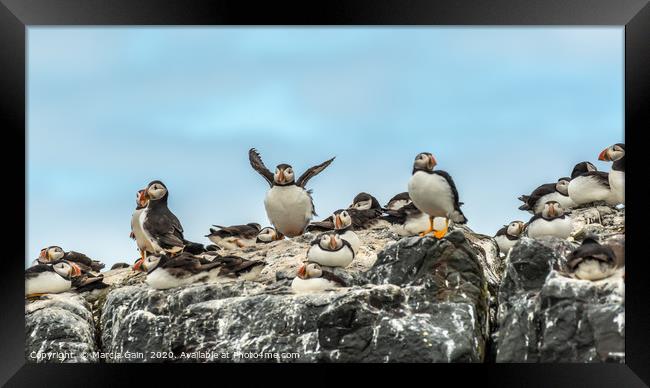 North Atlantic Puffins Framed Print by Marcia Reay