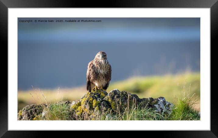 Buzzard in the Scottish Isle of Mull Framed Mounted Print by Marcia Reay