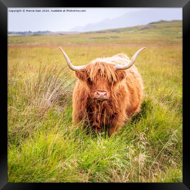 Highland Cow Framed Print by Marcia Reay