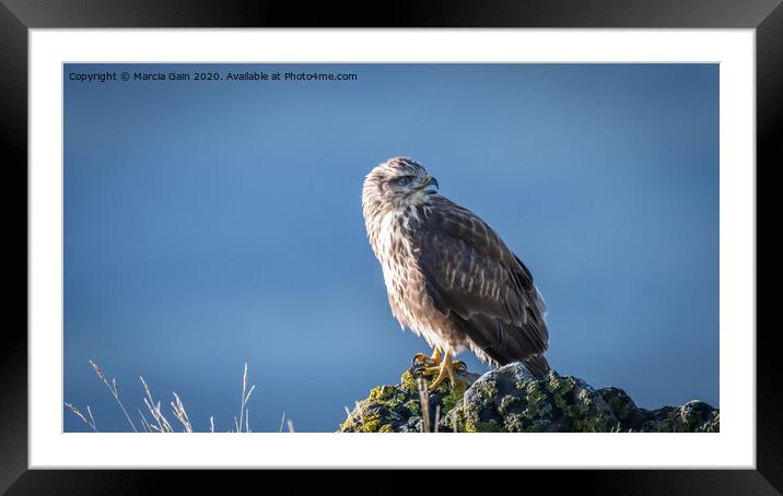 Buzzard from Mull Framed Mounted Print by Marcia Reay