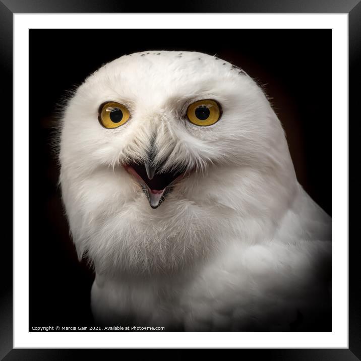 Snowy Owl Portrait Framed Mounted Print by Marcia Reay