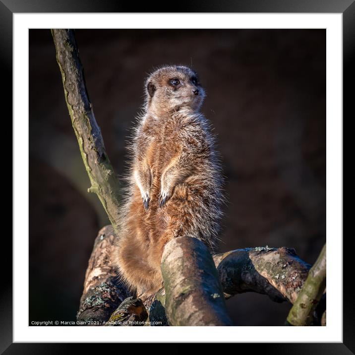 Meerkat lookout Framed Mounted Print by Marcia Reay