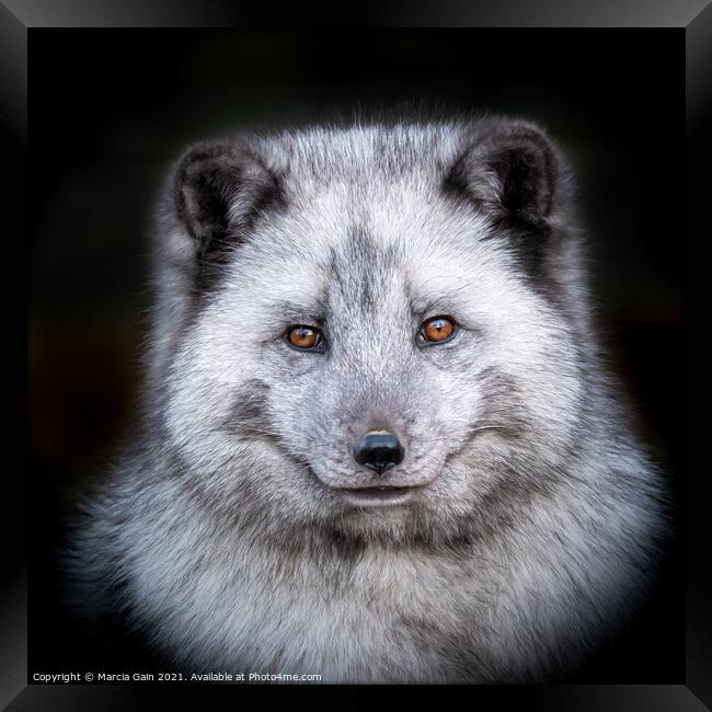 Arctic Fox Profile Framed Print by Marcia Reay