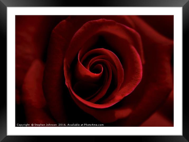 Red Rose Framed Mounted Print by Stephen Johnson