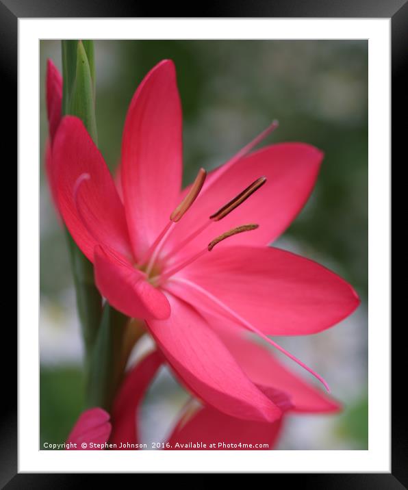 Lily  Framed Mounted Print by Stephen Johnson