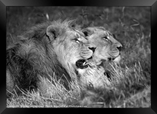 Lion & lioness  Framed Print by Stephen Johnson