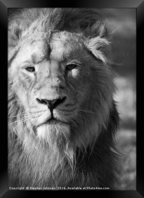 Lion  Framed Print by Stephen Johnson