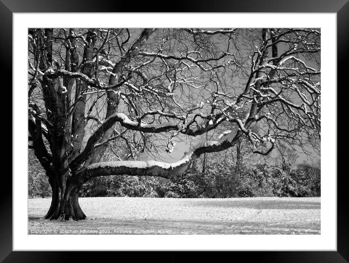 Snow on the tree Framed Mounted Print by Stephen Johnson