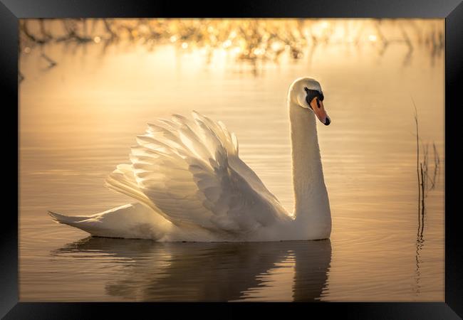 Swan Sunrise Framed Print by Chris Jones