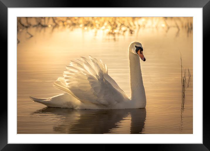 Swan Sunrise Framed Mounted Print by Chris Jones