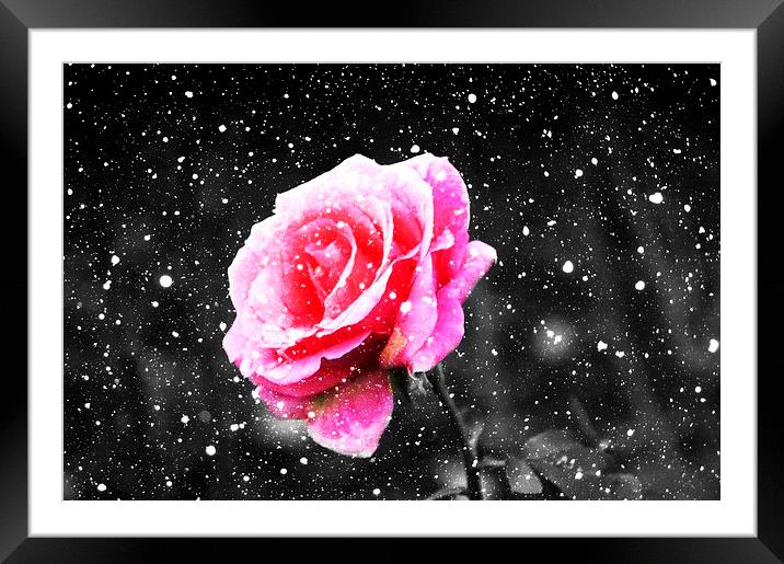  Rose Snow Framed Mounted Print by Christian Corbett