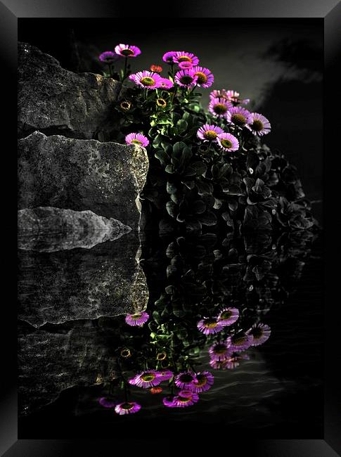  Flower and Rocks Framed Print by Christian Corbett
