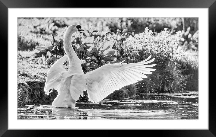 Swan Lake Framed Mounted Print by Ros Ambrose