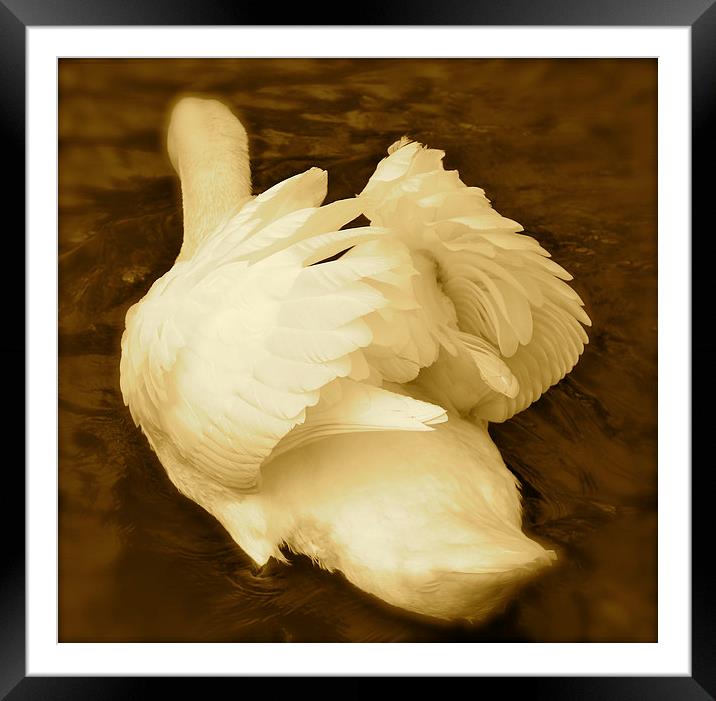 Ruffled Feathers Framed Mounted Print by Ros Ambrose