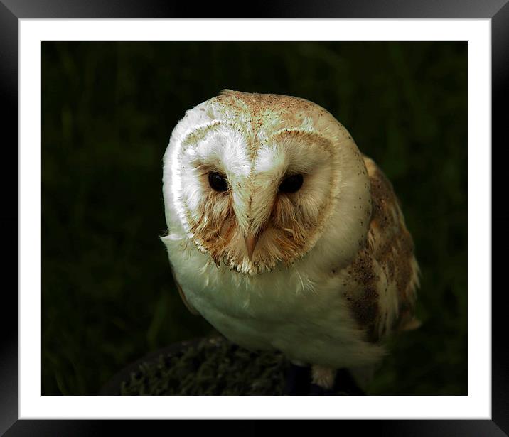 Barn Owl  Framed Mounted Print by Ros Ambrose