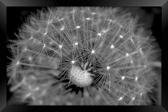 Twinkle Twinkle Little Stars Framed Print by Ros Ambrose