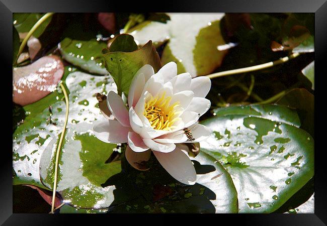 Waterlily Framed Print by Ros Ambrose