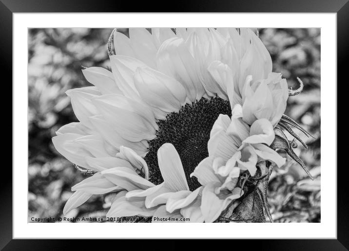 Sunflower's Radiant Embrace Framed Mounted Print by Ros Ambrose
