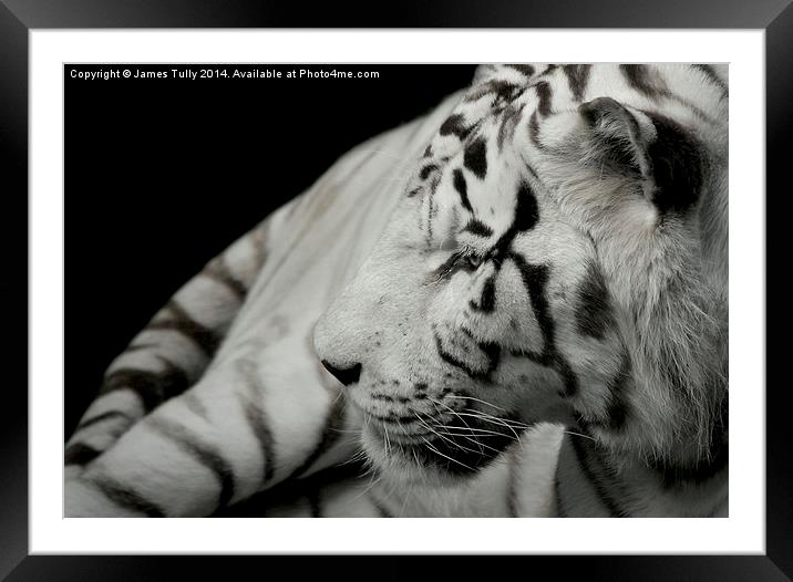  A beatiful white tiger Framed Mounted Print by James Tully