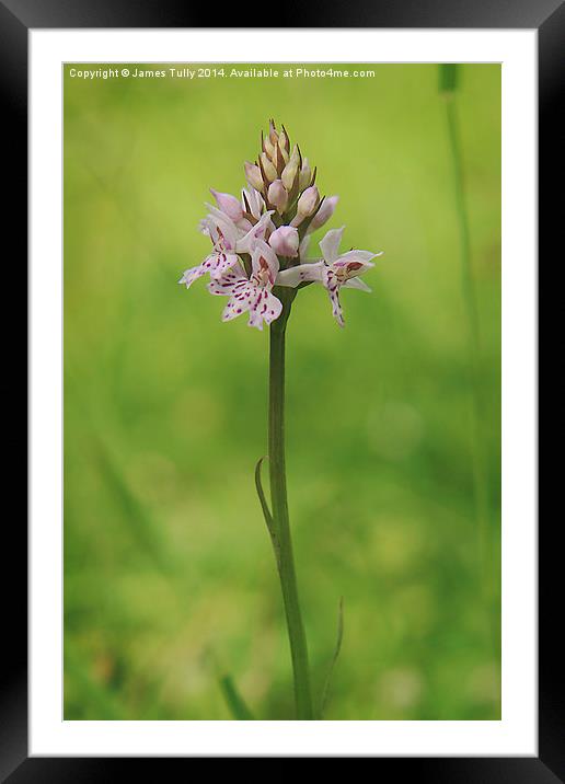 Native British flowers, the common spotted orchid Framed Mounted Print by James Tully