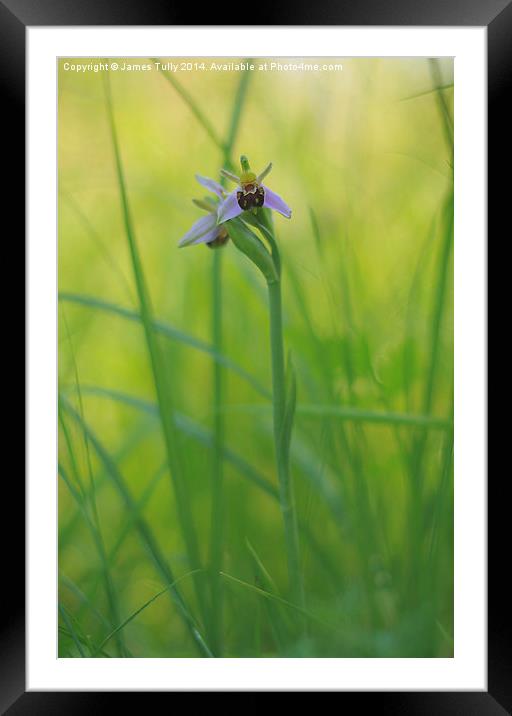  The beautiful native bee orchid emerges through t Framed Mounted Print by James Tully