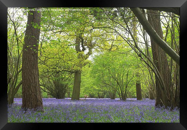  A carpet of bluebells creates a mirage of blue in Framed Print by James Tully