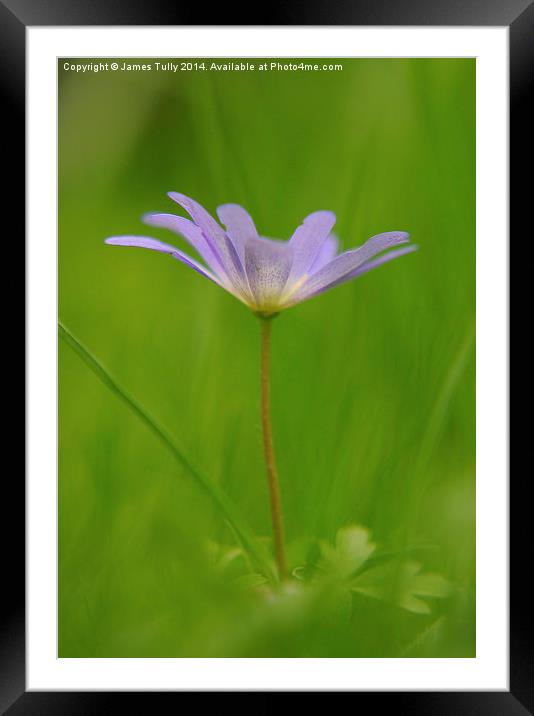  The emergence of an early wood anemone through gr Framed Mounted Print by James Tully