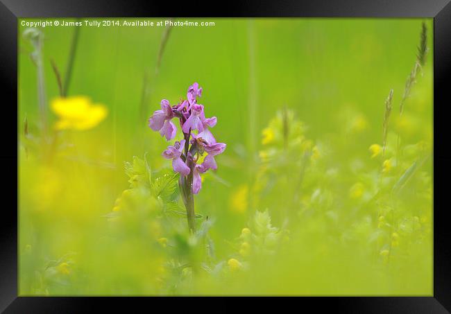  The emergence of a green-winged orchid through a  Framed Print by James Tully