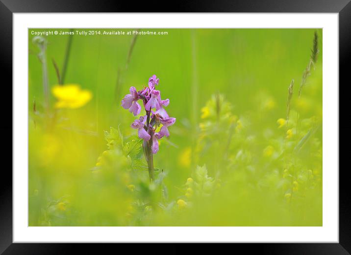  The emergence of a green-winged orchid through a  Framed Mounted Print by James Tully