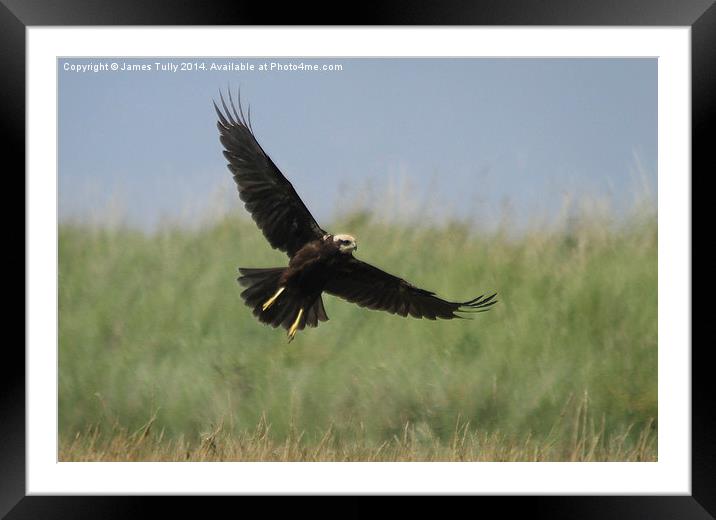  Taking off for the majestic and rare marsh harrie Framed Mounted Print by James Tully