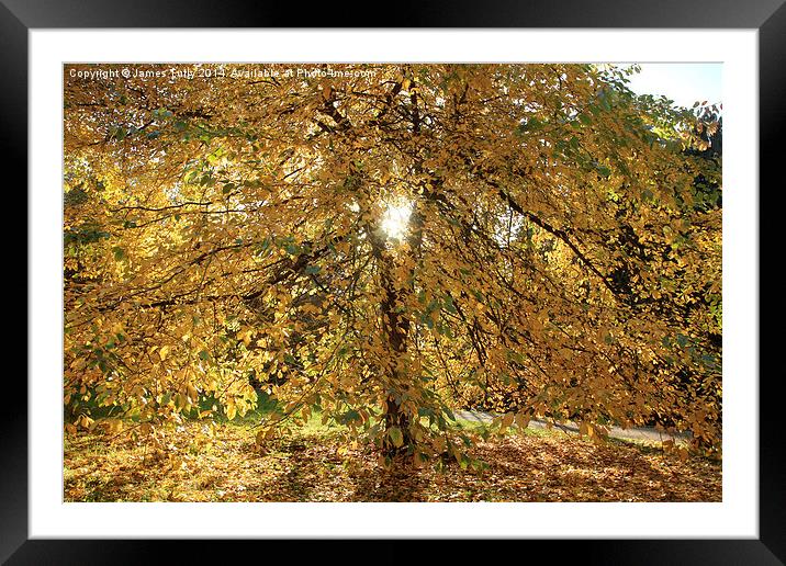 A blaze of yellow, this tree in full autumn colou Framed Mounted Print by James Tully