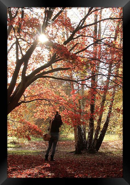  The perfect autumn capture, shooting the sun Framed Print by James Tully