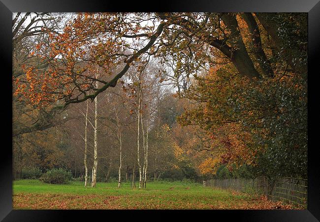  Silvery autumn colours perfectly framed by an oak Framed Print by James Tully