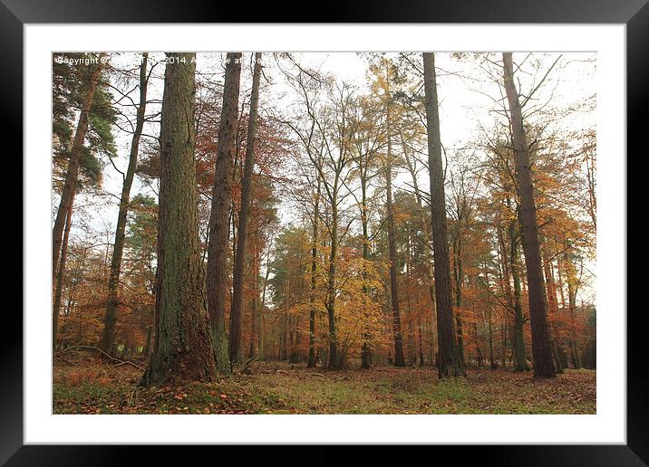  Autumn woodland in Britain Framed Mounted Print by James Tully