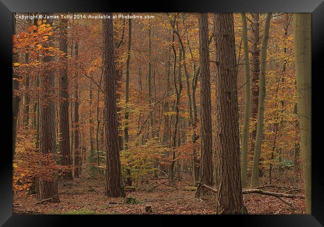 Autumn yellows of native beech and pine woodland. Framed Print by James Tully