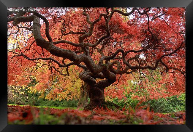  The beauty of trees Framed Print by James Tully