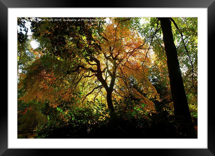  A golden fall Framed Mounted Print by James Tully