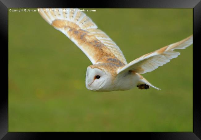  Flight of the owl Framed Print by James Tully