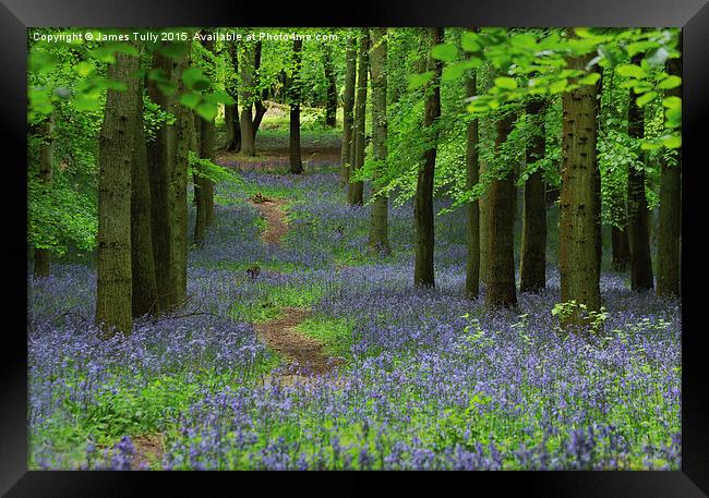  The bluebell trail Framed Print by James Tully