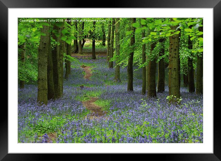  The bluebell trail Framed Mounted Print by James Tully