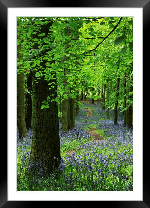  Blooming beeches Framed Mounted Print by James Tully