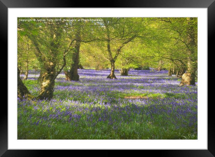  Waves of bluebells Framed Mounted Print by James Tully