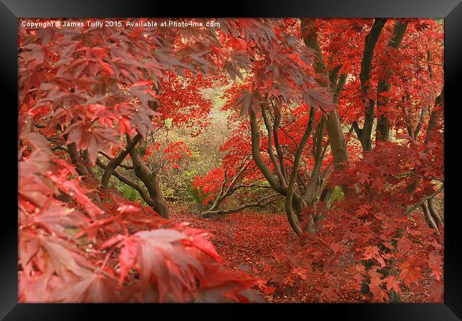  Amazing acers Framed Print by James Tully