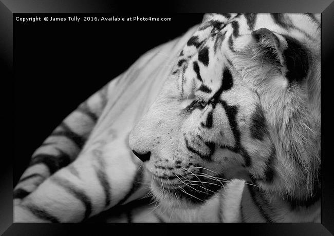 A tigers tail Framed Print by James Tully