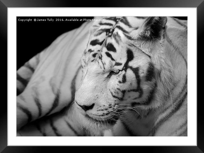 The spectacular Siberian tiger Framed Mounted Print by James Tully