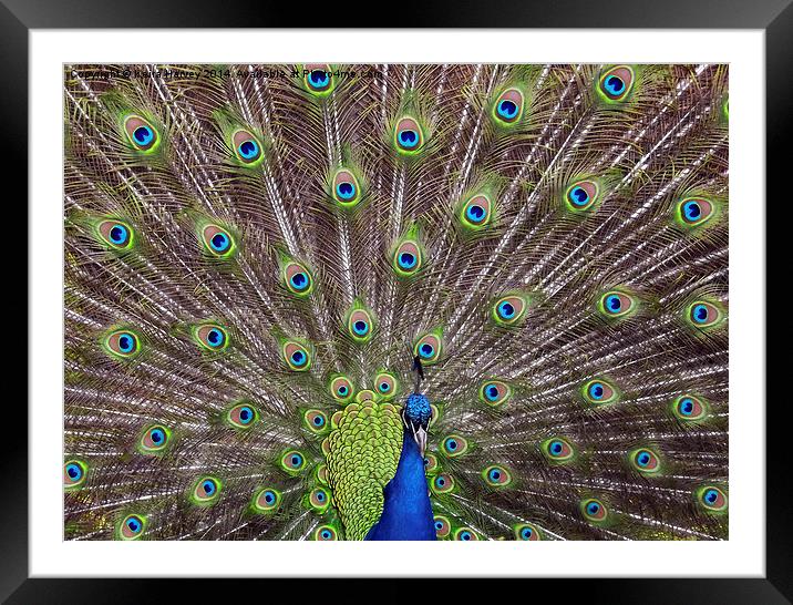  Magnificent Peacock Framed Mounted Print by Keira Harvey
