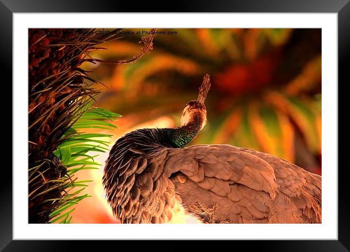  Pea Hen Framed Mounted Print by shawn mcphee I