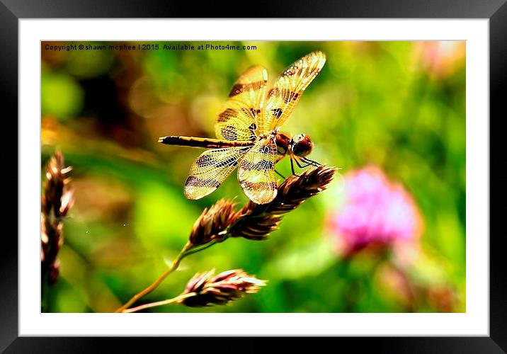  dragonfly Framed Mounted Print by shawn mcphee I