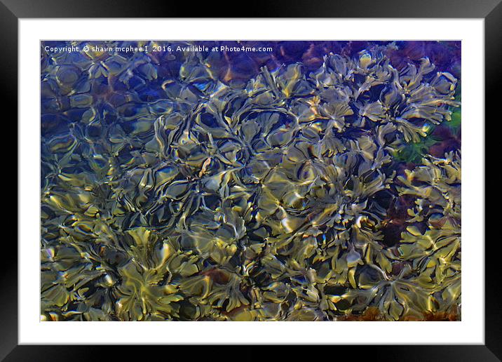 water seaweed Framed Mounted Print by shawn mcphee I